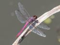 Orthemis ferruginea (Roseate Skimmer)-5.jpg